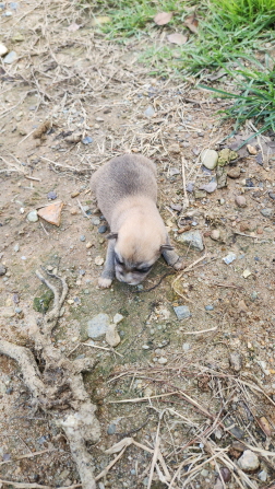 익산유기동물보호소_445468202301836